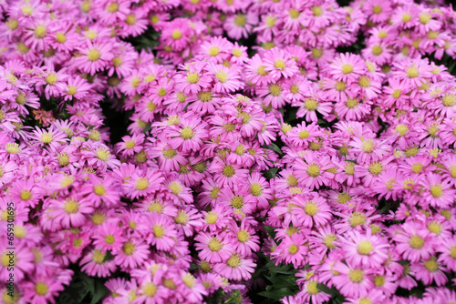 Beautiful blooming chrysanthemum in sunny October