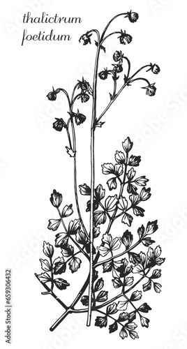 thalictrum foetidum, monochrome flower, medicinal plant, medicinal herbs, black and white design, poplar leaf, poplar branch, black and white poplar design, василистник вонючий