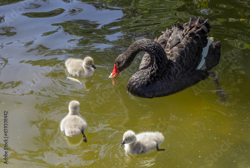 Mature adult black swan a.k.a. Black Cygnus and her adorable babies swimming and eating in the pool at Kugulu Park in Ankara. photo