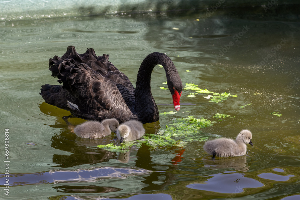 Fototapeta premium Mature adult black swan a.k.a. Black Cygnus and her adorable babies swimming and eating lettuce in the pool at Kugulu Park in Ankara