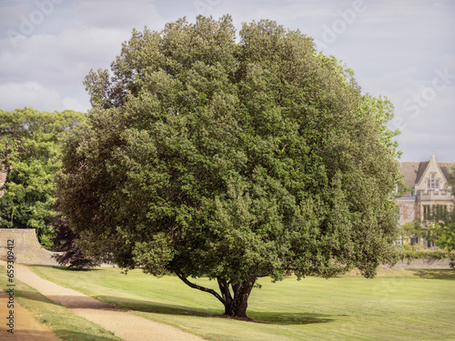 Obraz na płótnie lone round crowned Holm Oak Quercus ilex on a mowed lawn with a house and bright