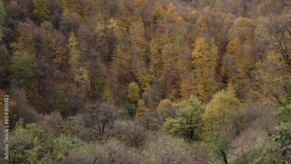 mountain forest in october with some falling leaves mountain forest in october with some falling leaves