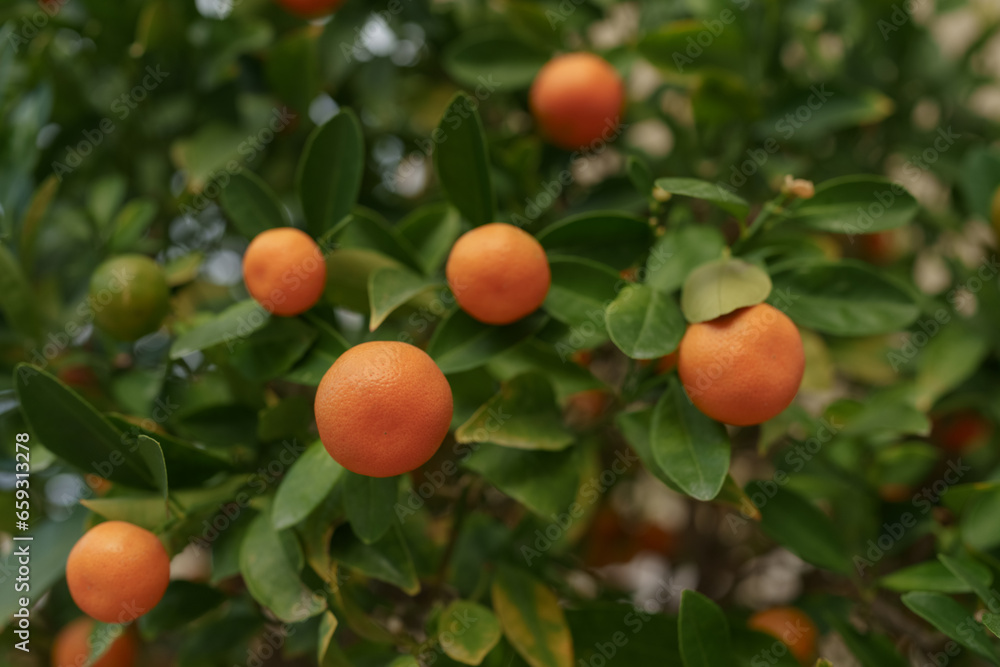 Closeup photo of ripe oranges on a tree