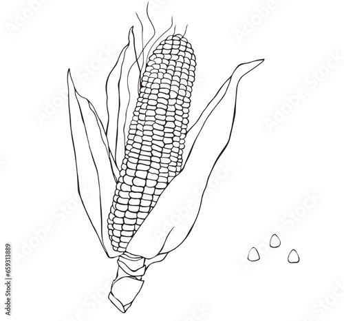 Corn hand drawn vector illustration set. Isolated Vegetable engraved style object. Farm market product. Great for menu, icon, biodegradable corn starch material. Drawing of ingredient for cooking.