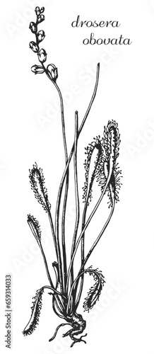 drosera, drosera obovata, monochrome flower, medicinal plant, medicinal herbs, black and white design, poplar leaf, poplar branch, black and white poplar design