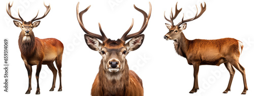 Red deer collection (portrait, standing, side view), animal bundle isolated on a white background as transparent PNG © Flowal93