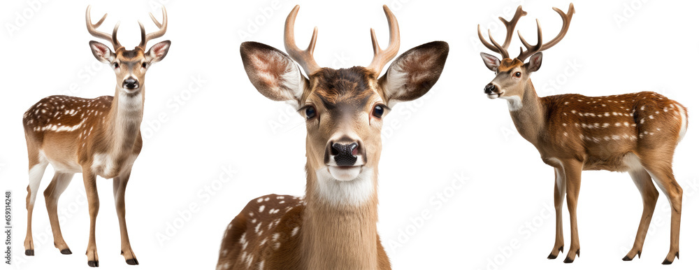 Fallow deer collection (portrait, standing), animal bundle isolated on a white background as transparent PNG - obrazy, fototapety, plakaty 