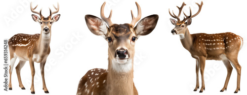 Fallow deer collection (portrait, standing), animal bundle isolated on a white background as transparent PNG