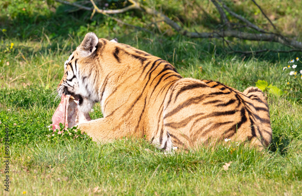 Fototapeta premium Amour tiger in the grass, eating