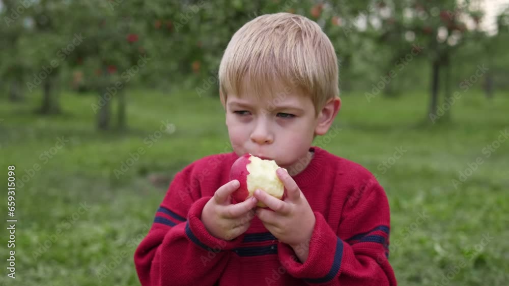 Young Child in the Apple Orchard before Harvesting. Small Toddler Boy Eating a Big Red Apple in the Fruit Garden at Fall Harvest. Basket of Apples on a Foreground. Autumn Cloudy Day, Soft Shadow. Young Child in the Apple Orchard before Harvesting. Small Toddler Boy Eating a Big Red Apple in the Fruit Garden at Fall Harvest. Basket of Apples on a Foreground. Autumn Cloudy Day, Soft Shadow.