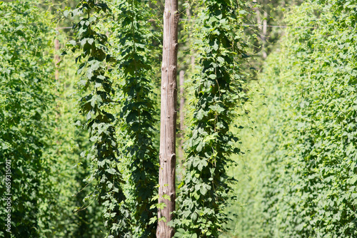 green fresh hop cones plantation at harvest time for making beer   close up