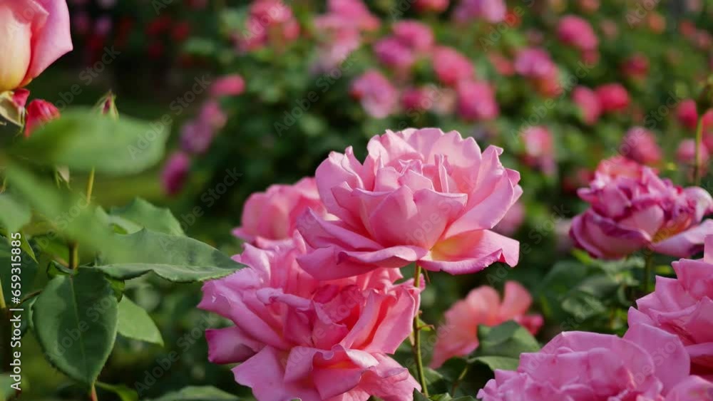 Chinese roses in full bloom in the park Chinese roses in full bloom in the park
