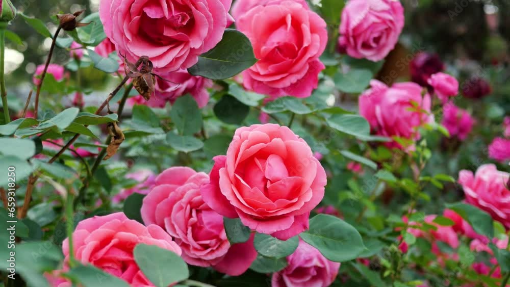 Chinese roses in full bloom in the park Chinese roses in full bloom in the park