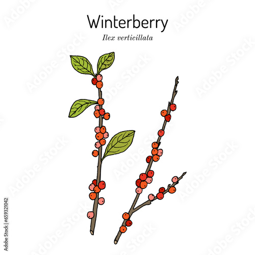 Winterberry or fever bush (ilex verticillata), ornamental and medicinal plant.