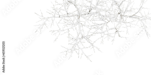 branches of a winter tree