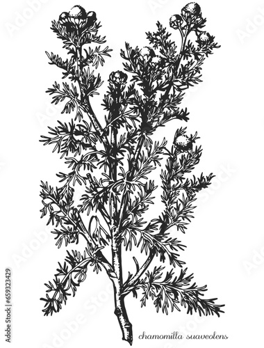 chamomilla suaveolens, chamomilla, monochrome flower, medicinal plant, medicinal herbs, black and white design, poplar leaf, poplar branch, black and white poplar design