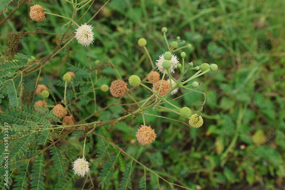 Leucaena leucocephalaの花のアップ