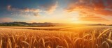 Sunset Harvest: Beautiful and Colorful Natural Panoramic Landscape with a Ripe Wheat Field Bathed in the Golden and Pink Rays of the Setting Sun