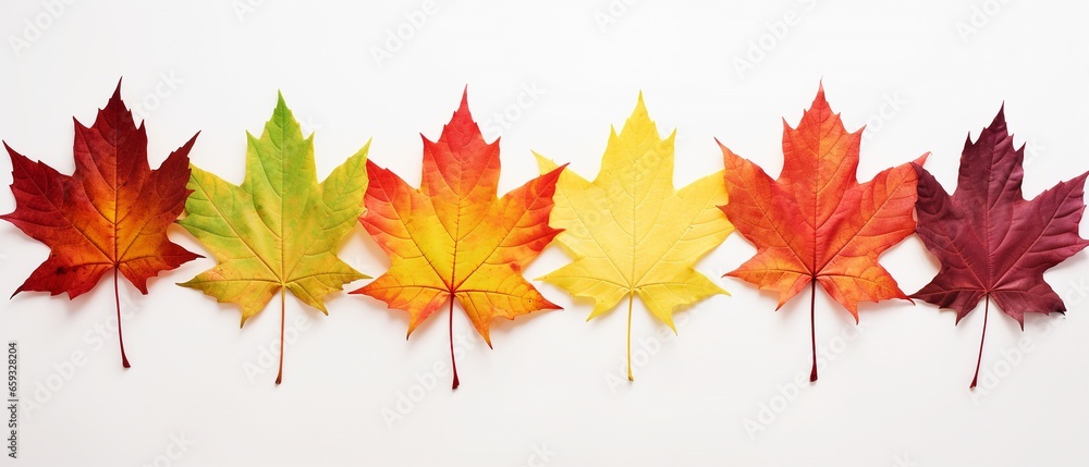 Fototapeta premium Ten Autumn Maple Leaves in Vibrant Colors on White Background