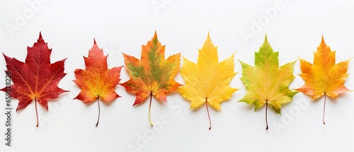 Ten Autumn Maple Leaves in Vibrant Colors on White Background