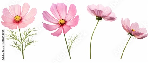 Three Pink Cosmos bipinnatus Flowers in Isolation photo