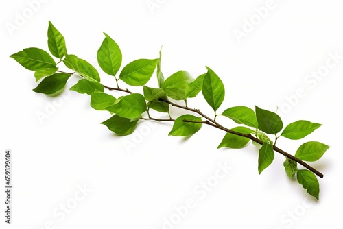 Spring Green Twig Branch with Textured Leaves: Isolated on White Background