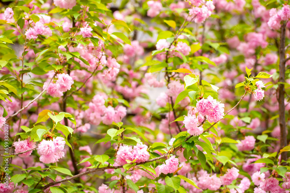 Sakura. Cherry blossom, branches with flowers sway in the wind. Pink flowers of the sakura tree. Spring landscape with flowering trees. Beautiful nature on a sunny day. Sakura. Cherry blossom, branches with flowers sway in the wind. Pink flowers of the sakura tree. Spring landscape with flowering trees. Beautiful nature on a sunny day.
