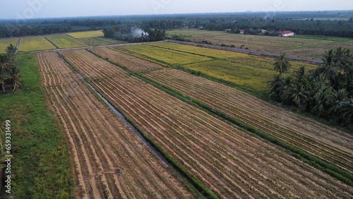 aerial view of paddy fields