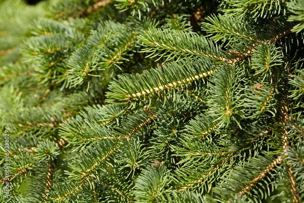 Branches of spruce close-up. Christmas background. Branches of spruce close-up. Christmas background.