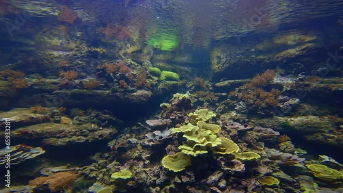 Paris aquarium, (cineaqua) Paris France, Coral growing inside water tank. photo