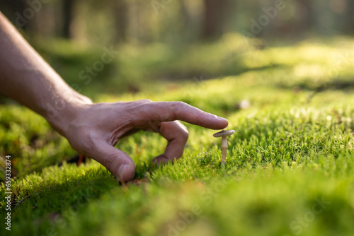 Man plant lover touching small mushroom in moss autumn forest in sunny weather, hand close-up. Unrecognizable male finding mushrooms walking outdoors enjoying nature. Mushroom picker, mushrooming.  © DimaBerlin