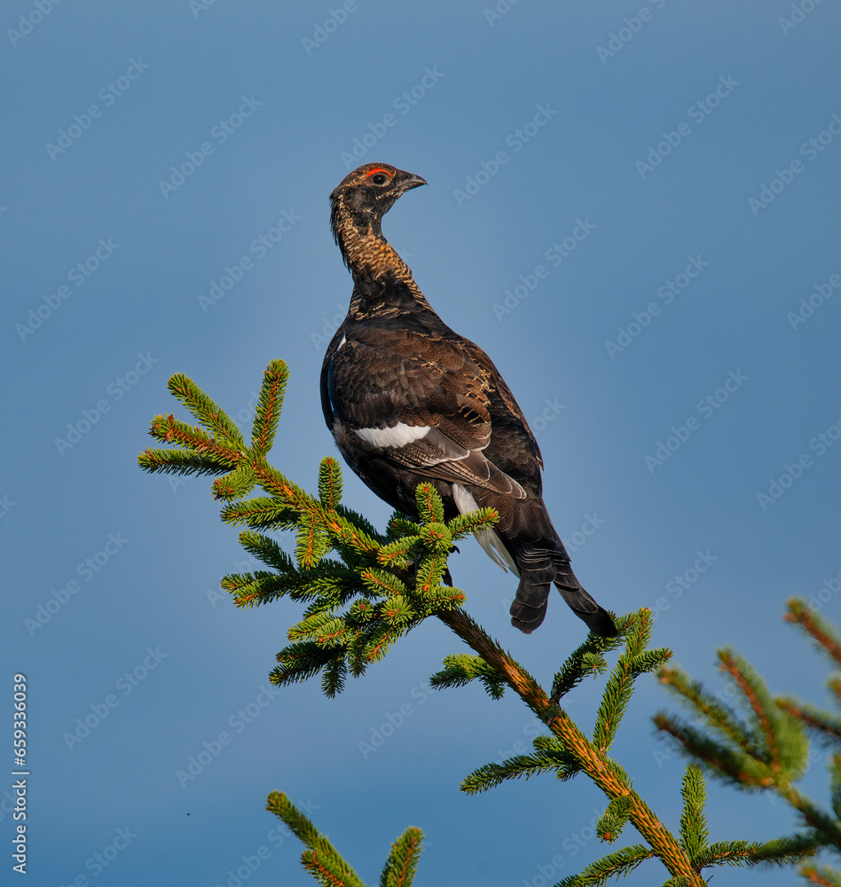 The western capercaillie (Tetrao urogallus), also known as the wood grouse, heather cock, or just capercaillie is the largest member of the grouse family in the morning sun in forest. The western capercaillie (Tetrao urogallus), also known as the wood grouse, heather cock, or just capercaillie is the largest member of the grouse family in the morning sun in forest.