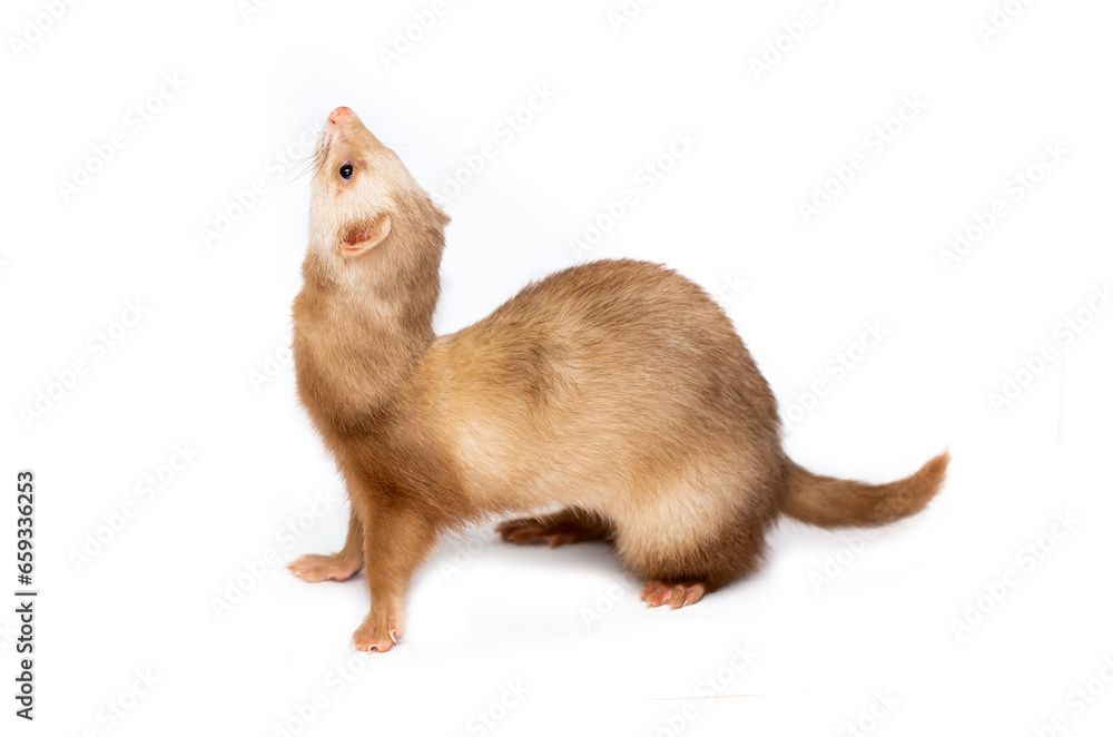 Ferret on a white background is insulated. Light color of the pet. Ermine, weasel, marten. Ferret on a white background is insulated. Light color of the pet. Ermine, weasel, marten.