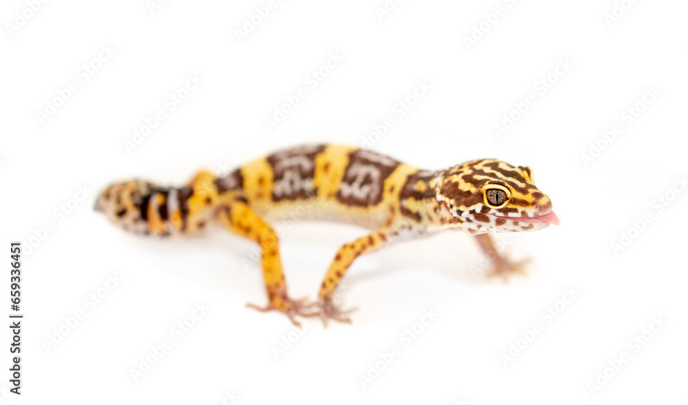 Naklejka premium Lizard Eublefar on a white background. Exotic animal as a pet.