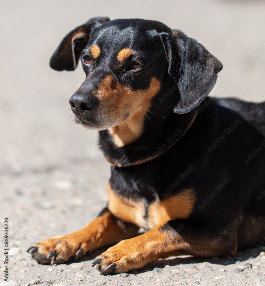 Portrait of a dog lying on the road