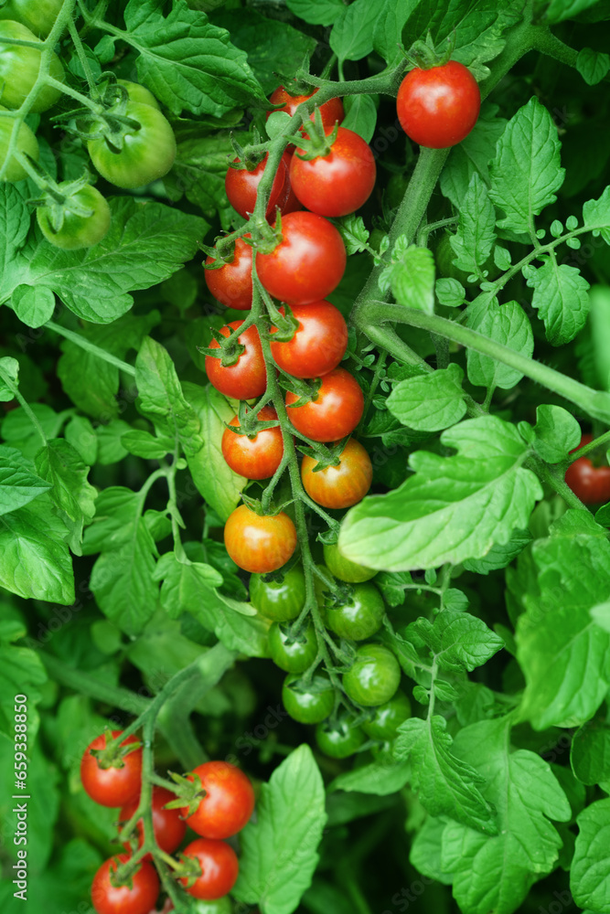 Bunch of cherry tomatoes on a background of green leaves. Ripe red and unripe tomato fruits.