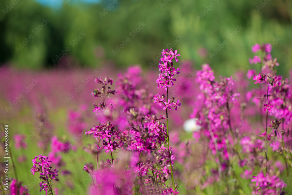 beautiful wildflowers background. summer nature. Ivan tea blooms in a meadow among the forest on a sunny day in June beautiful wildflowers background. summer nature. Ivan tea blooms in a meadow among the forest on a sunny day in June