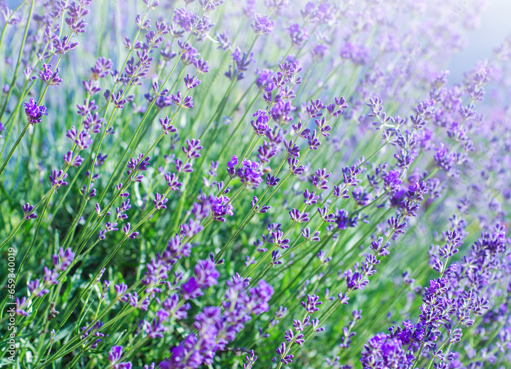 Obraz premium Selective focus on the lavender flower in the flower garden - lavender flowers lit by sunlight.