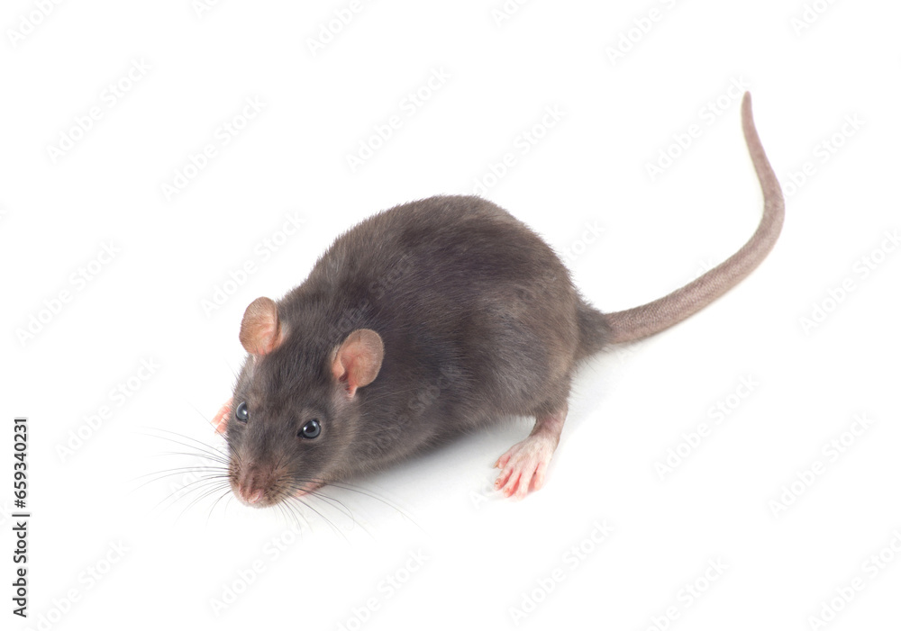 rat close up isolated on white background rat close up isolated on white background