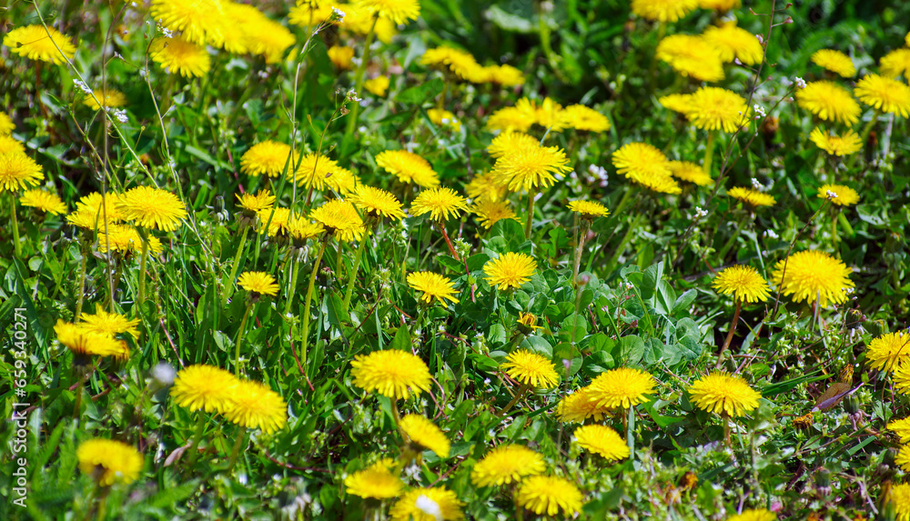 Fototapeta premium Yellow bright grass plant flower dandelion