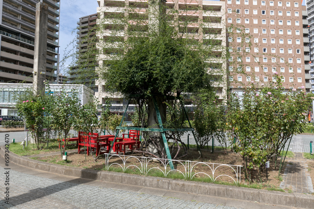 八千代緑が丘駅北口ロータリーバラ園（千葉県八千代市緑が丘）