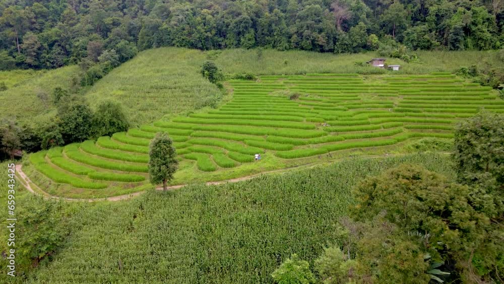 Terraced Rice Field in Chiangmai, Thailand, Pa Pong Piang rice terraces Terraced Rice Field in Chiangmai, Thailand, Pa Pong Piang rice terraces