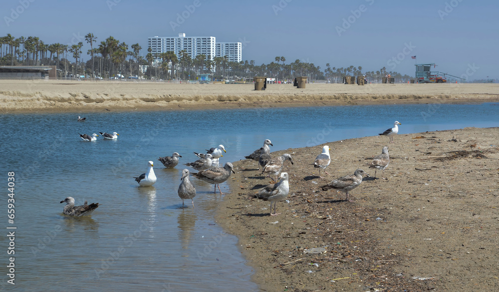 USA California Los Angeles Santa Monica District May 13, 2023 birds on the beach
