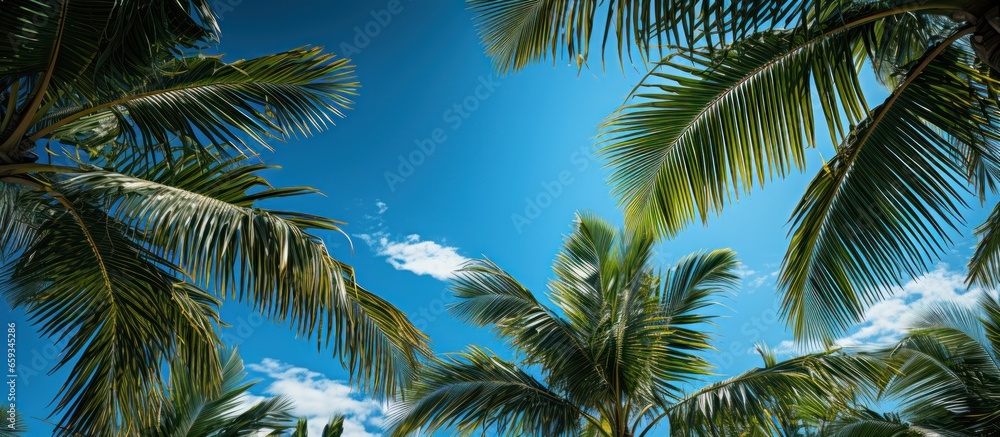 Fototapeta premium Coconut palm tree with blue sky and white clouds background