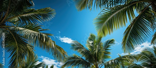 Coconut palm tree with blue sky and white clouds background
