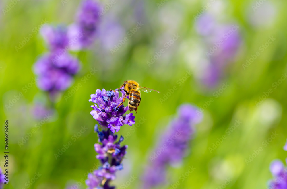 Spring lavender flowers under sunlight. Bees pollinate flowers and collect pollen. Lavender honey. Beautiful landscape of nature with a panoramic view. Hi spring. long banner Spring lavender flowers under sunlight. Bees pollinate flowers and collect pollen. Lavender honey. Beautiful landscape of nature with a panoramic view. Hi spring. long banner