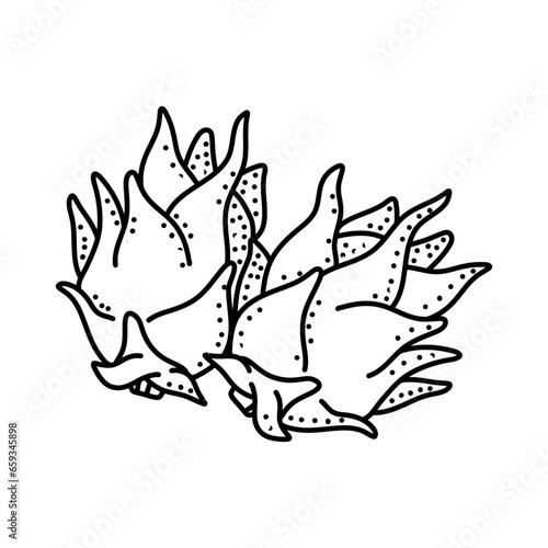 Dragon fruit doodle icon isolated on a white background. vector illustration