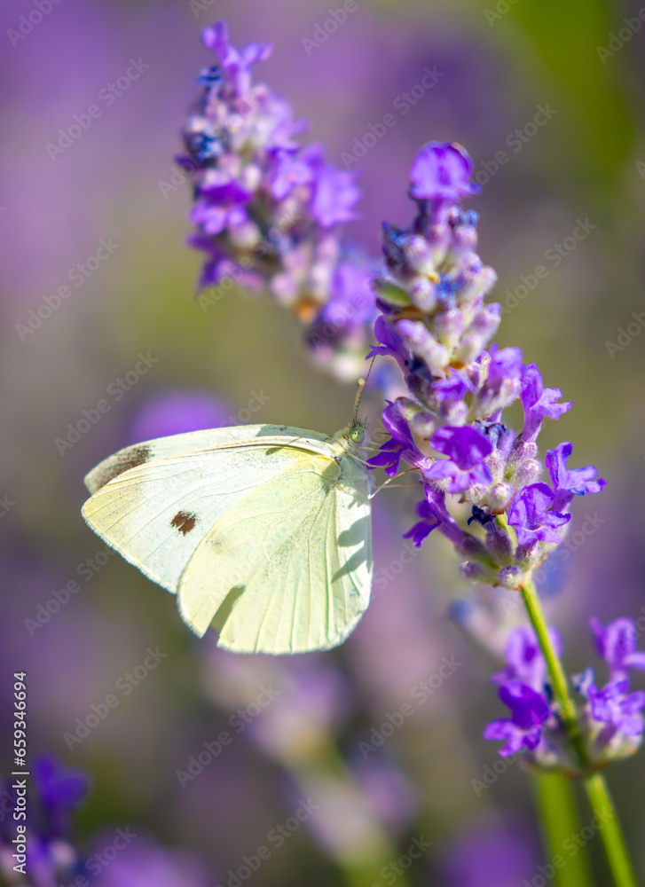 Butterflies on spring lavender flowers under sunlight. Beautiful landscape of nature with a panoramic view. Hi spring. long banner Butterflies on spring lavender flowers under sunlight. Beautiful landscape of nature with a panoramic view. Hi spring. long banner