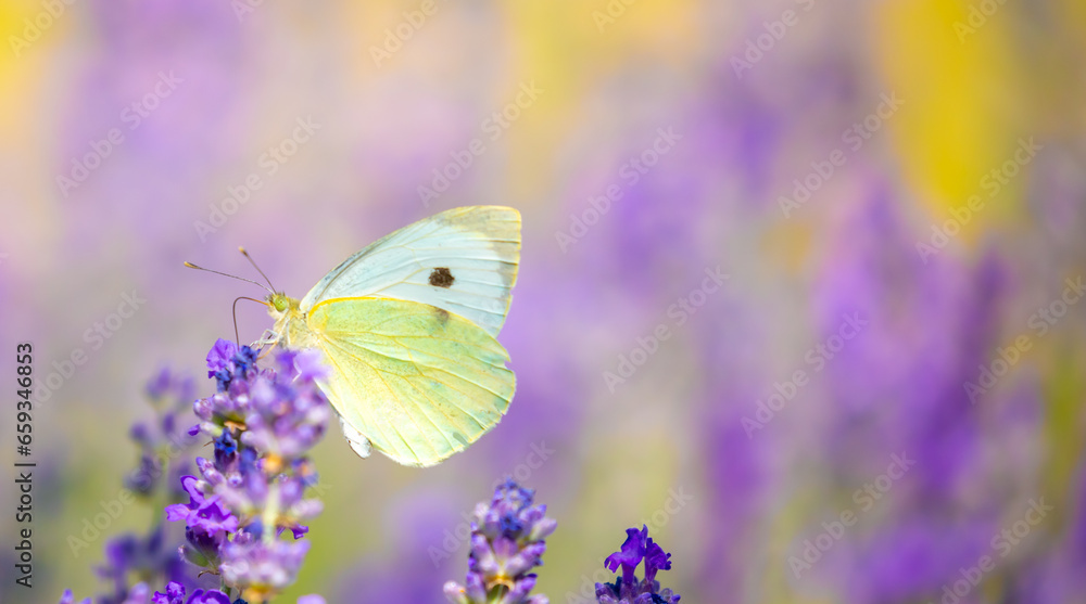 Fototapeta premium Butterflies on spring lavender flowers under sunlight. Beautiful landscape of nature with a panoramic view. Hi spring. long banner