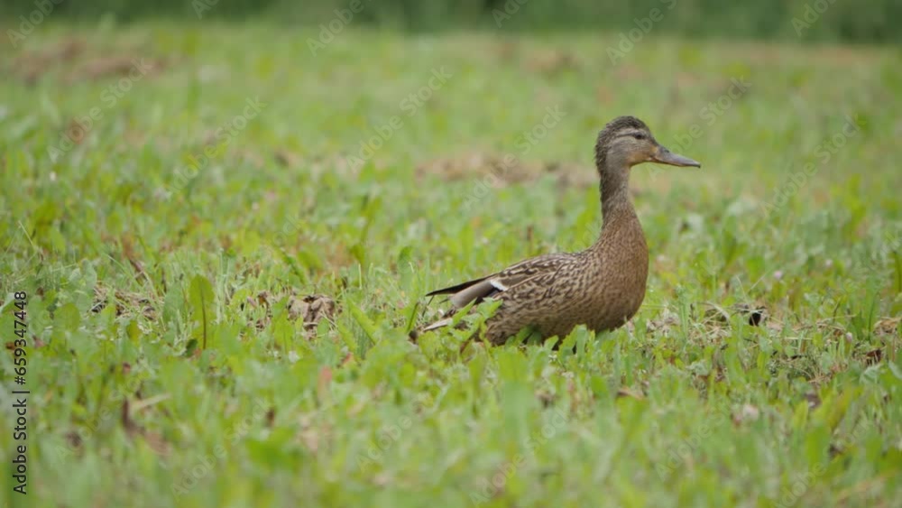 Duck with ducklings going through grass. Duck with ducklings going through grass.